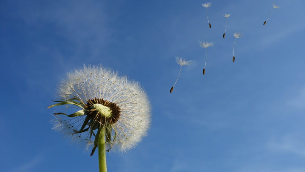 Planta con flores blancas

Descripción generada automáticamente